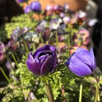 アネモネ,胡蝶蘭,ビオラ,横浜セレクション フレアーブルー,ブルージーンの画像