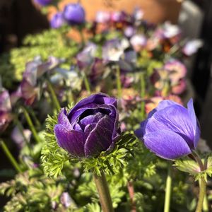 アネモネ,胡蝶蘭,ビオラ,横浜セレクション フレアーブルー,ブルージーンの画像