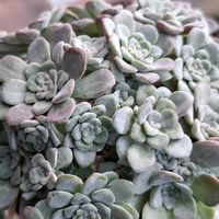 白雪ミセバヤ,白雪ミセバヤ,エケベリア　モンロー,エケベリア　モンロー,カランコエ　カランディーバの画像