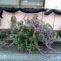 アメジストセージの画像