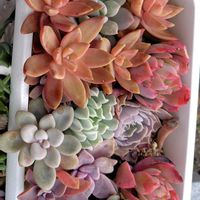 だるま秀麗,多肉色々,キュービック フロストの画像