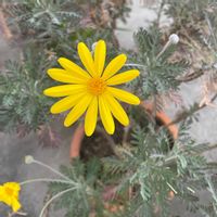 ユリオプスデージー,咲いた！,花のある暮らし,元気になる,庭の画像