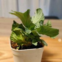 キャベツの画像