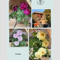 ウメ,ボタン,ヤブツバキ,鎌倉鶴岡八幡宮,ぼたん園の画像