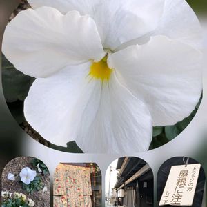 アネモネ,ボケ,ロウバイ,パンジー,タイワンツバキの画像