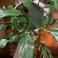 スパティフィラムの画像