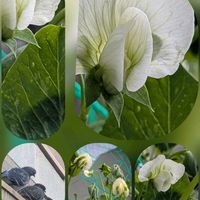 クリスマスローズ,とうがらし,アベリア,アベリア,えんどう豆の画像