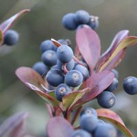 シャリンバイの画像