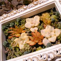 シェフレラ,黄金花月,多肉植物いろいろ,多肉植物の寄せ植え,シェフレラ・トリネッティの画像