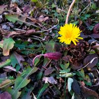 タンポポ,公園,お出かけ先の画像