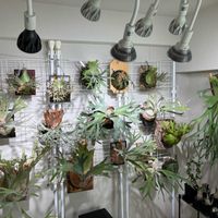 パキポディウム・グラキリス,パキポディウム・ウィンゾリー,多肉植物, ビカクシダ,ビカクシダのある暮らしの画像