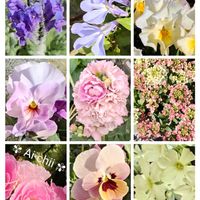 アリッサム,アリッサム,クローバー,サクラソウ,ストックの画像