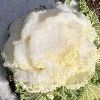 ハボタン,お出かけ先にての画像