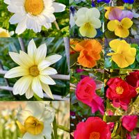 ガザニア,サザンカ,スイセン,ノースポール,パンジーの画像