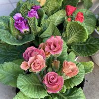 エレモフィラニベア,ネリネ,マーガレット,マーガレット,ミニバラの画像