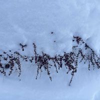 アメリカフジ,エルダーフラワー,植物のある暮らし,植物と暮らす,みどりのある暮らしの画像