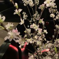 ジューンベリーの画像