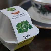 バジル,バジル栽培の画像