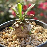 ユーフォルビア・峨眉山,多肉植物,緑のある暮らし,成長が楽しみ,ベランダの画像