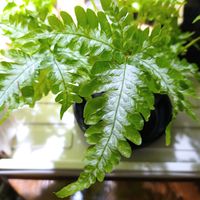 プテリス,シダ,プテリスアルギレア,シダ植物,ガーデニングの画像