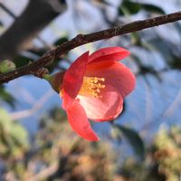 ドウダンツツジ,ボケ,ボケ,神社,冬の花の画像