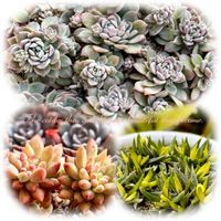 プロリフィカ,照波錦,ピンクベリー,多肉植物,セダム属の画像