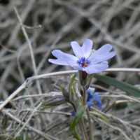 シバザクラ,シバザクラ,チーム・ブルー,癒しの薄紫,チーム・ブルーNo.102の画像