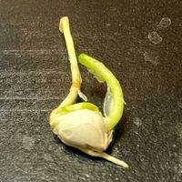 グレープフルーツ,キッチンの画像