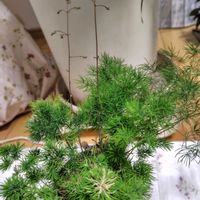 アスパラガス・プルモーサス・ナナス,アスパラガス,アスパラガス・マコワニー,リビング・ダイニングの画像