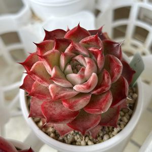 乙女心,琥珀,ソンヨウン,ココシャネル,ウェルテルの画像