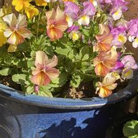 スミレ,ビオラ,オタフクナンテン,ビデンス ジュジュ,あきらめないで‼️の画像