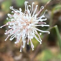 スミレ,リンドウ,コウヤボウキ,コウヤボウキ,キッコウハグマの画像