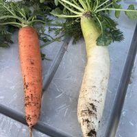 ニンジン,大根,GS 大好き,がんばろう！,いい事ありますようにの画像