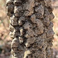 サンショウ,ヤマザクラ,ケンポナシ,カラスザンショウ,ウリハダカエデの画像