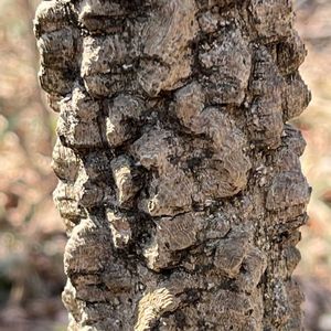 サンショウ,ヤマザクラ,ケンポナシ,カラスザンショウ,ウリハダカエデの画像