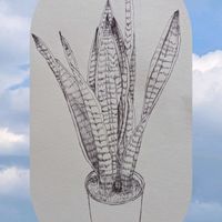 アロエ,サンスベリア,ハナキリン,ラナンキュラス,ヒポエステスの画像