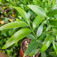 ナギ,室内,グリーンアクセサリー♪の画像