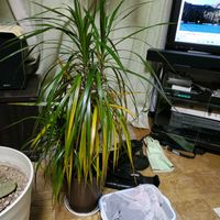 ドラセナ・コンシンネの画像