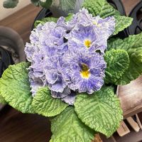 プリムラ,パンジー,ヘリクリサム,バロータ,パンジー　ドラキュラの画像