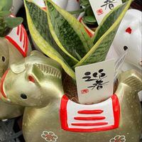 カランコエ,カランコエ,キク,キク,サンスベリアの画像