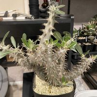 パキポディウム,塊根植物,植物育成LEDライト,パキポディウム ロスラツム,PANEL-Aの画像