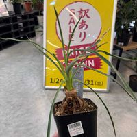 プルイノーサ コロンビアフォーム,プルイノーサ コロンビアフォーム,ペペロミア　アキシラリス,ペペロミア　アキシラリス,ユッカ フィリフェラの画像