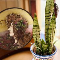 サンスベリア,アンティーク,今日のお花,良い一日を…,その他部屋の画像