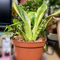 カスミソウ,カランコエ,サンスベリア,ブルースター,今日のお花の画像