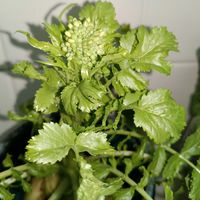 ダイコン,ナバナ,大根の蕾,キッチンの画像