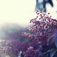 アセビ,馬酔木(アセビ）,山野草,登山,一眼レフの画像