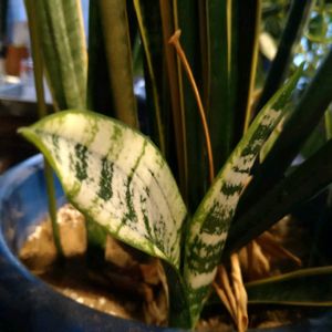 サンスベリア,花言葉,今日のお花,永遠,全てに祈りを♪の画像