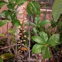 サガリバナ,熱帯植物,沖縄,横浜の画像