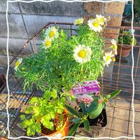 イタリアンパセリ,マーガレット,沈丁花,GSに感謝。,お迎えしました ♪の画像