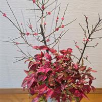 オタフクナンテン,緑萼梅,みどりのまとめNo.110の画像